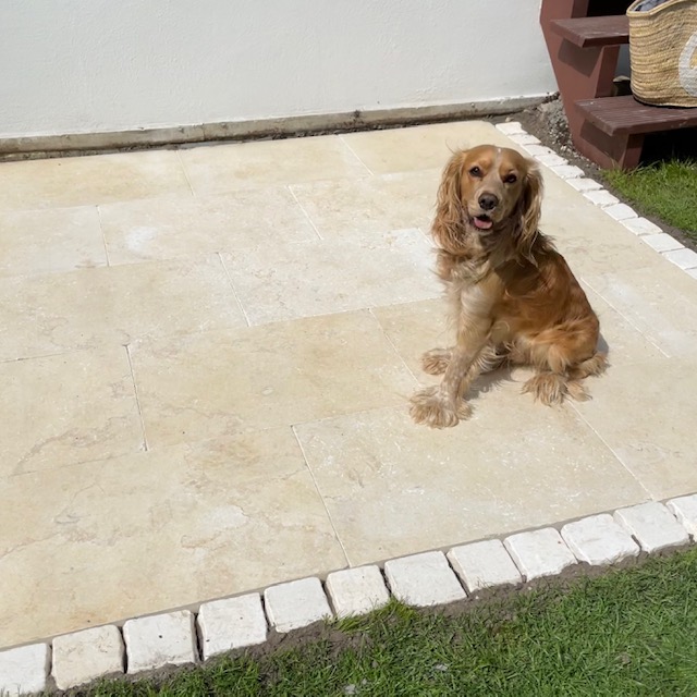 Kalkstein Terrassenplatte Catrina 60x40x3 cm gelb-beige