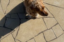 Kalkstein Polygonalplatte Catrina gelblich-cremebeige